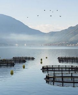 GLOBALG.A.P IFA  Aquaculture version 6