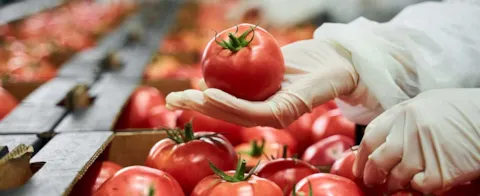 hand holding tomato
