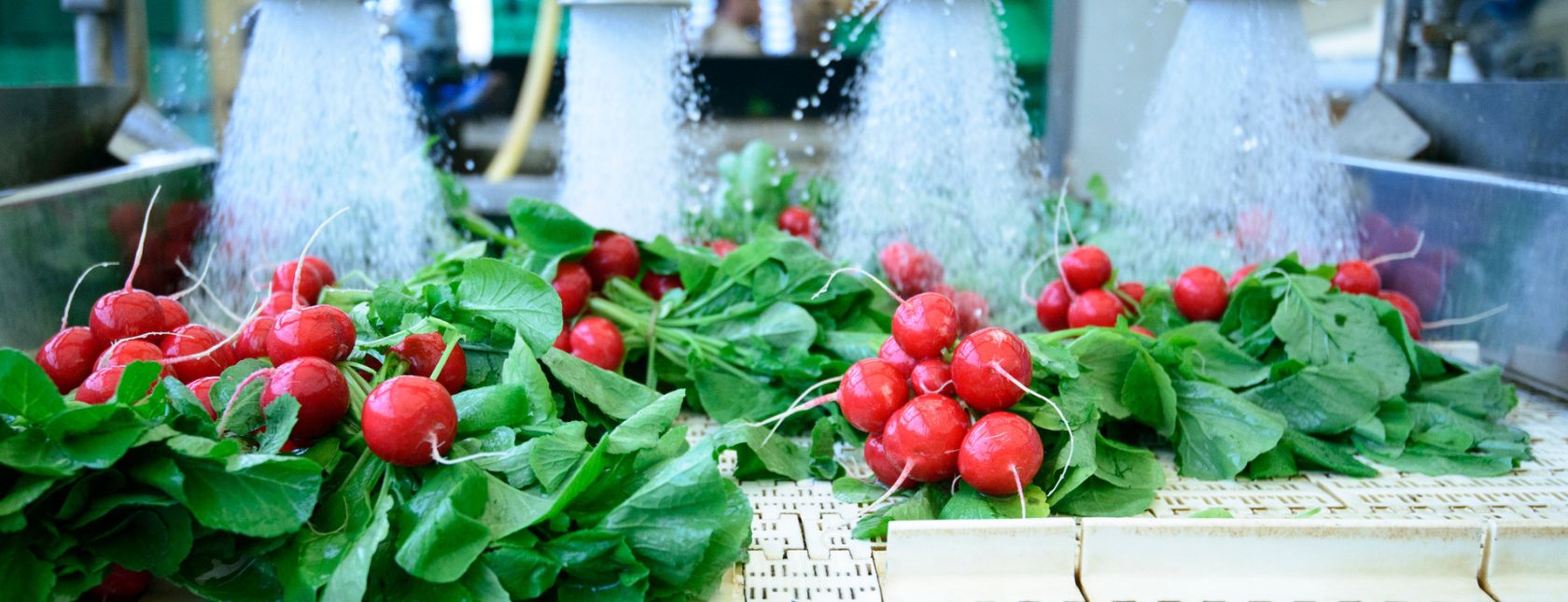 Radishes being washed on conveyor belt on industrial washing line