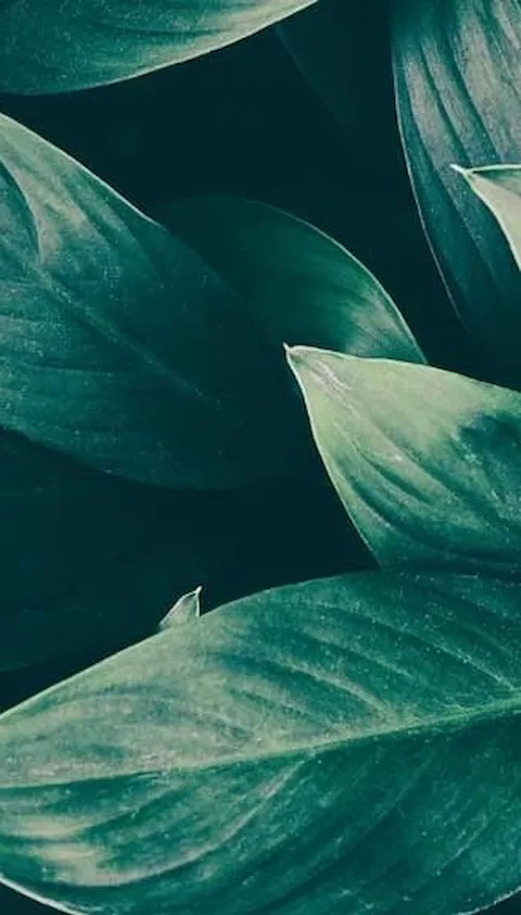 Green Leaves