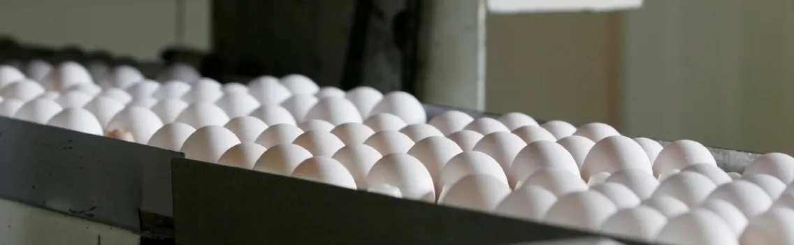 Egg plant production line