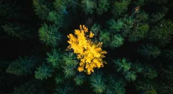 yellow tree in a green tree forest