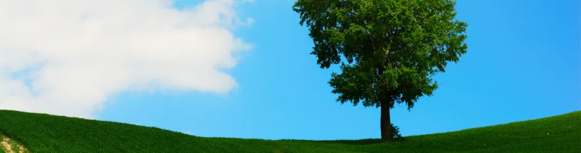 A solitary tree in a field as a banner image for ISO 14001:2004 EMS Foundation and Internal Auditor course.