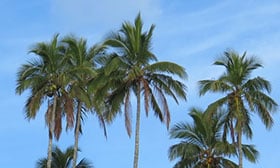 RSPO SCCS Certification