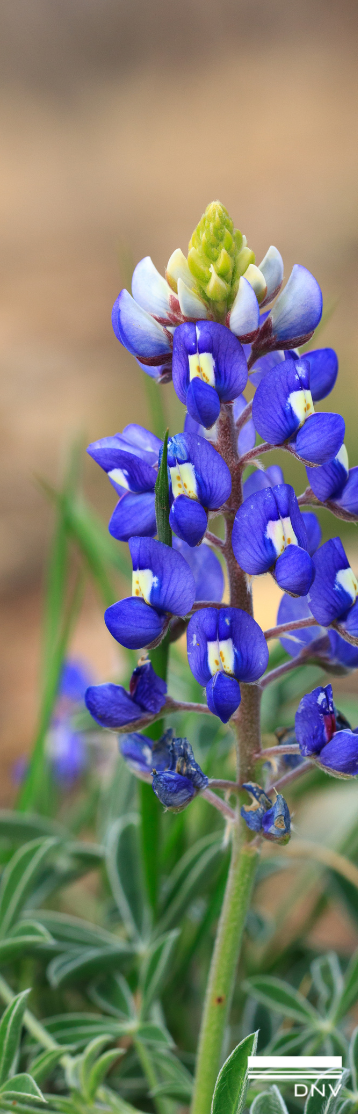 Texas Bluebonnet with DNV logo